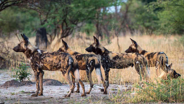 small_focal_banner-botswana-04